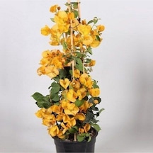 Sarı Renkli Begonvil Fidanı Bougainvillea