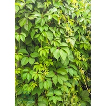 Renk Değiştiren Duvar Sarmaşığı 40-65cm Saksılı/tüplü Peyzaj Bitkisi