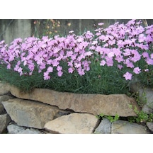 Dianthus Kır Pembesi Çiçeği Tohumu 50 Adet