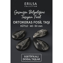 Sertifikalı Ortokeras Fosil Taşı Kütle 40 50 Mm Bilgelik Ve Kor