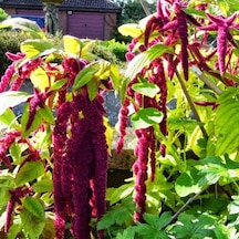 Sarkan Kırmızı Amaranthus Horoz İbiği Çiçeği Tohumu 100 Tohum