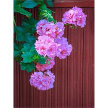Toz Pembe Sakız Sardunya Sarkan 1 Adet Saksılı 30-50cm Teras Bitkisi Pelargonium Peltatum