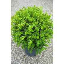 Şimşir 20-40 Cm Buxus Japonica Rococo Dış Mekan Süs Bitkisi
