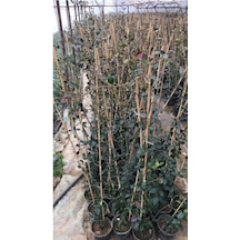 Arap Yasemini Çiçeği Fidanı 10-20 Cm