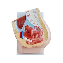Kadın Pelvis Kesit Modeli 2 Parça