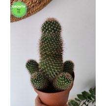 Mammillaria Densispina Kaktüs 1 Adet