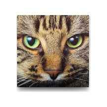Tekir Kedi Tablosu - 100x100cm 7/8 Yaş