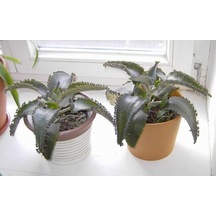 Aşkın Gözyaşı Çiçeği Kalanchoe Daigremontiana 5 Adet 10-20 Cm