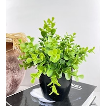 Yapay Çiçek Yeşil Renk Şimşir Siyah Saksıda Siyah Plastik Saksılı