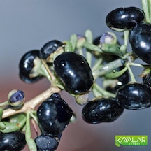 Siyah Goji Berry Dikensiz Fidan