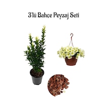 Yeşil Taflan 15-25cm +sarı Petunya Çiçeği 20-30cm +2lt Curf Dekoratif Taş 3'lü Peyzaj Seti