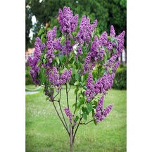 Leylak Fidanı 2 Adet Syringa Chinensis 50-100 Cm