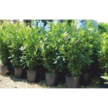Serada Decor Plant Defne Ağacı Fidanı Saksılı 60 Cm 100cm