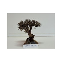 Moss Ağaç Figürü Kök No:184 12x10x15h