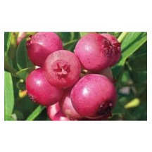 5 Adet Tohum Cranberry Tohumu Yaban Mersini Tohumu Turna Yemişi Tohumu Sürpriz Hediye Tohum