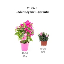 2'li Set Bodur Pembe Begonvil+ Pembe Karanfil Çiçeği Dış Mekan Bitkisi