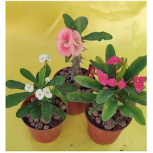Milli Dikenler Tacı Kaktüs 1 Adet 3 Farklı Renk Saksılı 20-40cm Euphorbia