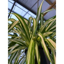 Videolu Alacalı Kurdele Çiçeği 1 Adet Saksılı/ Tüplü 20-30cm Iç Mekan Ofis Bitkisi Chlorophytum