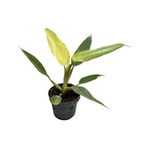 Philodendron 'calkins Gold'