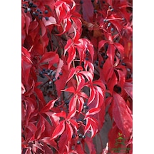 Canlı Saksılı Duvar Sarmaşığı Kışın Kırmızı Renklidir 50-85cm Bahçe Bitkisi