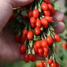 Tüplü Şifalı Kırmızı Goji Berry Kurt Üzümü Fidanı 5 Adet