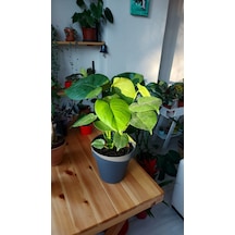 Monstera - Deve Tabanı 40 Cm 5735