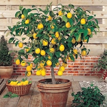 Bodur Bonsai Limon Ağacı Tohumu 5 Tohum +Saksı+Toprak+ Tohu