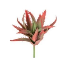 Yapay Eçeverya Sukulent Kaktüs Bordo 19 Cm. Çok Renkli