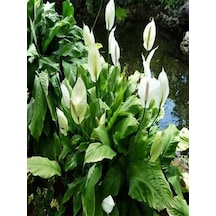Videolu 1 Adet Beyaz Barış Çiçeği 50-70 Cm Saksılı Iç Mekan Bitkileri Spathiphyllum