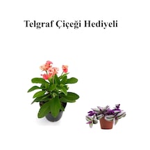 Pembe Çiçekli Milli Dikenler Tacı Kaktüs Sevgililer Gününe Özel Telgraf Hediyeli