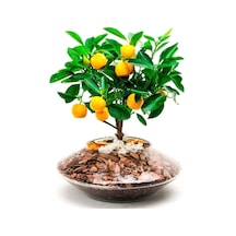 10 Adet Tohum Bodur Bonsai Washington Portakal Ağaç Tohumu Bonsai Toprakal Ağacı Saksı Toprak Hediye