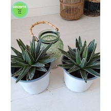 Agave Reginae-kraliçe Victoria Kaktüsü 1 Adet