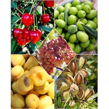 5 Çeşit Meyve Fidanı Vişne , Zeytin , Fıstık , Kayısı ve Badem