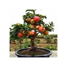 10 Adet Tohum Bodur Bonsai Elma Ağacı Bonzai Tohumu Sürpriz Bonsai Ağaç Tohum