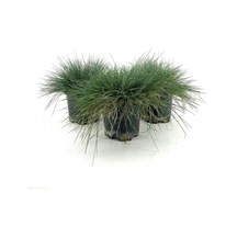 Videolu Natural Mavi Çim Bitkisi Fidanı 3 Adet 25-40 Cm Saksılı Dış Mekan Ağaçları Festuca Glauca