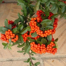 Tüplü Ateş Dikeni pyracantha Fidanı