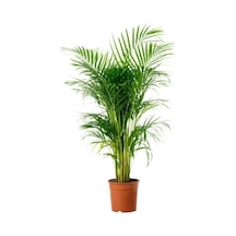Areka Palmiyesi 100-120cm