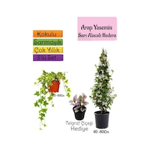 Mis Kokulu Arap Yasemini+alacalı Hedera Helix Sarmaşığı+telgraf Çiçeği Hediye 3'lü Set