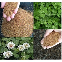 Üçgül Tohumu 250 GR Ak Üçgül Tohumu Trifolium Repens Aküçgül