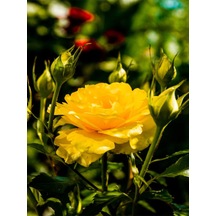 Videolu Sarı Renkli 1 Adet Bulgar Gülü Çiçeği Fidanı 30-60cm Saksılı Bulgarian Rose Sapling