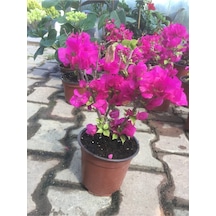 Begonvil Bitkisi Bougainvillea Bahçe Balkon Teras