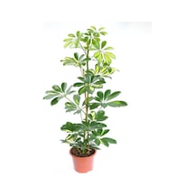 Videolu 5 Parmak Şeflera Bitkisi 60 80 Cm 1 Adet Saksılı Iç Mekan Bitkisi Schefflera