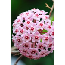 Mum Çiçeği Pembe 15-20 Cm 1.kalite Özel Ürün