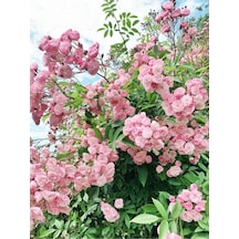 Pembe Sarmaşık Ponpon Gül Fidanı 1 Adet Dış Mekan Bitkisi 35-60 Cm Pink Climbing Rose