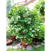 Kokulu Arap Yasemin Çiçeği 1 Adet Saksılı/tüplü 30-60cm