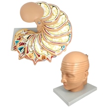 Anatomik Disk Baş Modeli, Gerçek Boyut, 12 Katmanlı - Başın Anatomik Kesit Modeli - Baş Mr Görüntüleme Modeli 01