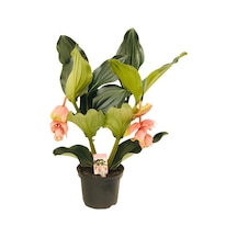 medine gülü /medinella, medinilla 30-350cm
