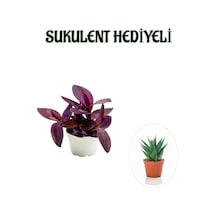 Hediyelik Mor Telgraf- Kara Sevda Çiçeği Sevgililer Gününe Özel Sukulent Hediyeli