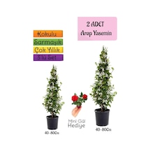 Kokulu 2 Adet Arap Yasemini Fidanı Saksılı+mini Gül Hediye 3'lü Peyzaj Seti
