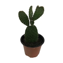 İncir Kaktüs Opuntia Ovata